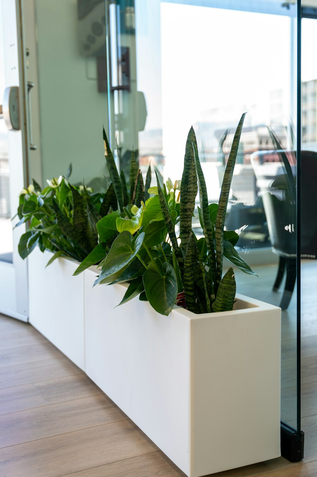 plants in office