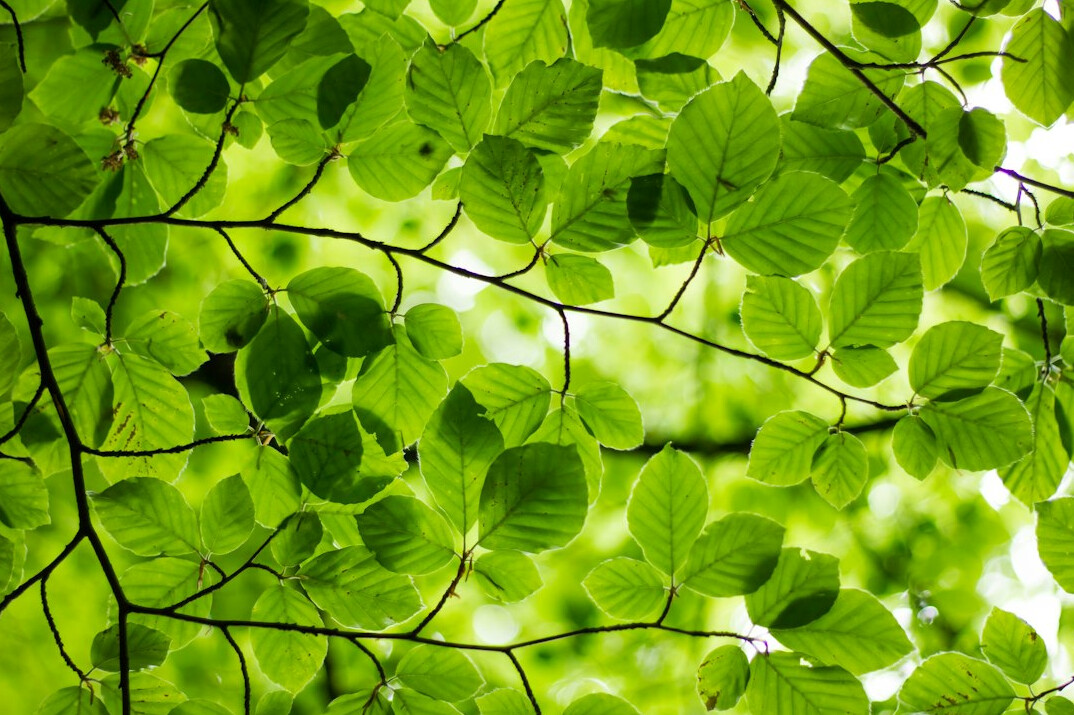 green business transformation